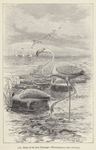 Nesten van de rode flamingo, Phoenicopterus ruber, Cuvier (gravure)