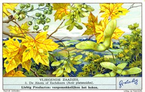 Noorse esdoorn (Acer platanoides) (chromolitho) door European School