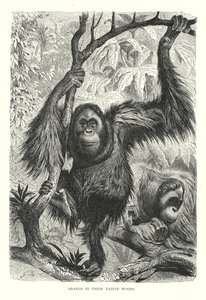 Orangs in hun natuurlijke bossen (gravure) door European School