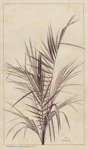 Palm, Chamaerops Exelsa
