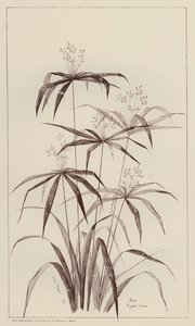 Palm Cyperus Luscus door European School