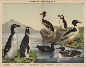 Palmipedes, Zwemmende Vogels