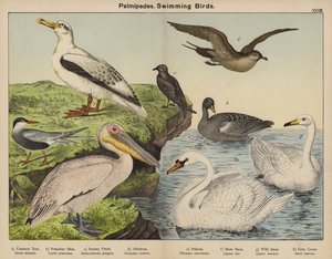 Palmipedes, zwemmende vogels door European School