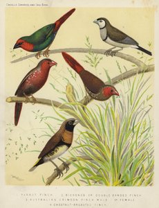 Papegaaivink, Bichenos of dubbelbandvink, Australische karmozijnvink, mannetje, vrouwtje, kastanjeborstvink door European School
