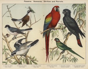 Zangvogels, Klimvogels, Klauwieren en Papegaaien door European School