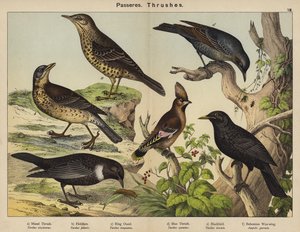 Passeres, lijsters