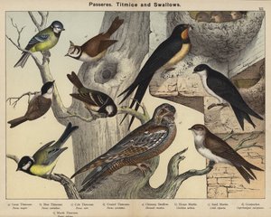Passeres, Mezen en Zwaluwen