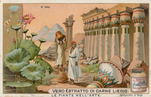 Planten in de kunst, Liebig-kaart, begin 20e eeuw (chromo)