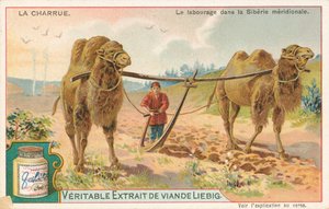 Ploegen met kamelen, Siberië, Liebig-kaart, begin 20e eeuw (chromo)