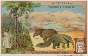 Puerto Cabello en zijn fort met een tapir en een miereneter