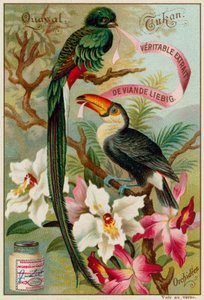 Quasal, Tukan en Orchideeën