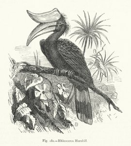 Neushoornvogel