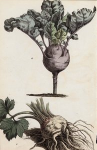 Wortelgroenten (kleurenlitho)