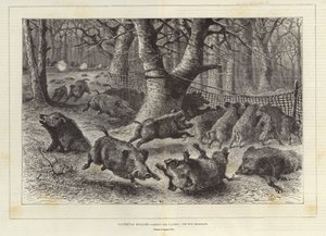 Koninklijke jacht