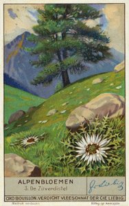 Zilte distel (chromolitho) door European School