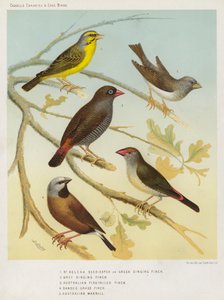 St. Helena Zaadeter of Groene Zangvink, Grijze Zangvink, Australische Vuurstaart Vink, Gebande Grasvink, Australische Waxbill