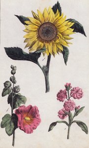Zonnebloem en stokroos (kleurenlitho)