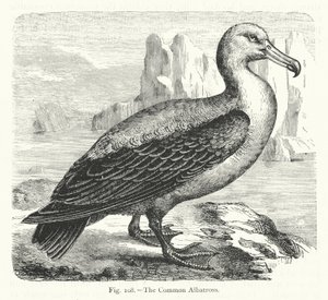 De gewone albatros
