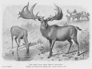Het grote Ierse hert, Cervus Megaceros door European School