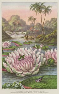 De grote waterlelie, Victoria Regia door European School