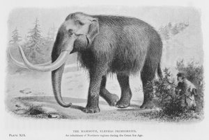 De mammoet, Elephas Primigenius