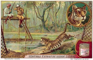 Tijger