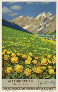 Trollius (bolbloem) (chromolitho) door European School