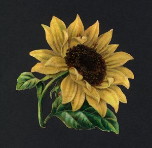 Victoriaanse scraps: Zonnebloem