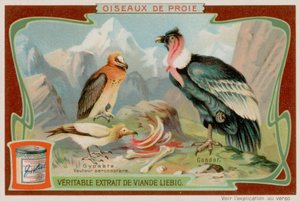 Gier en Condor