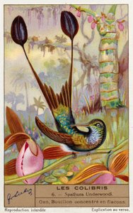 Witvoetracketstaart (Spathura Underwoodii) (chromolitho) door European School