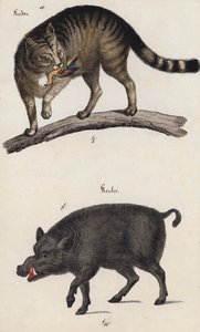 Wilde kat en zwijn (kleurenlitho)
