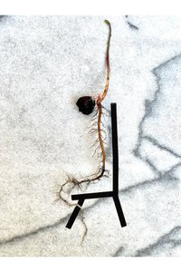 Eikelwervelkolom (digitale kunst) door Evan Sklar