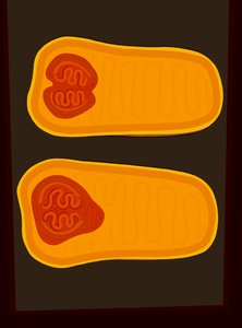 Butternut Squash (digitale kunst) door Evan Sklar