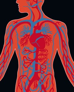 Netwerk van cardiovasculair systeem door Evan Sklar