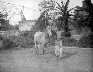 Man met een paard, Alipore, India, 1905-1906 door F. L. Peters