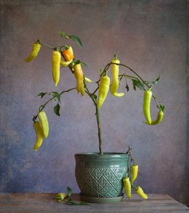  door Fangping Zhou