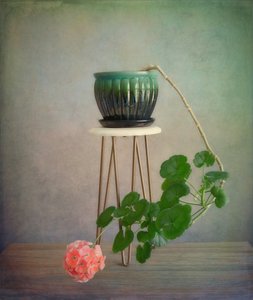 Trailing Geranium Bloom door Fangping Zhou