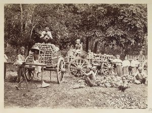 Oogsten van ananassen op karren laden, Birma, Elgin Collectie: 
