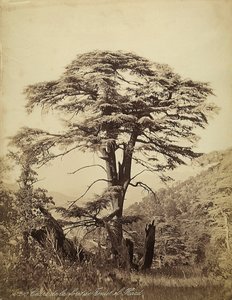 Grote cederboom in het Teniet el Haad-bos, Libanon