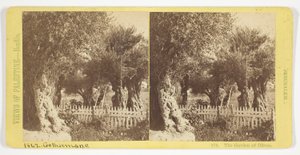 Der Garten der Oliven, Jerusalem, Nr. 576 aus der Serie "Ansichten von Palästina" door Félix Bonfils