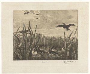 Landschap met talingen in het water tussen riet