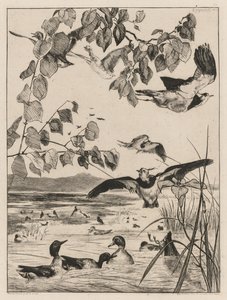 Kieviten en talingen, 1862 door Felix Bracquemond