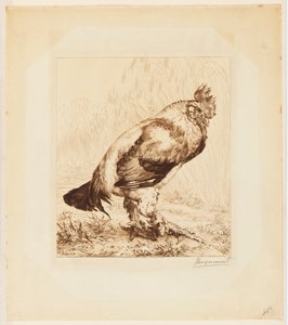Le Vieux Coq (De Oude Haan)