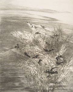 Riet en eenden, 1882 door Felix Bracquemond