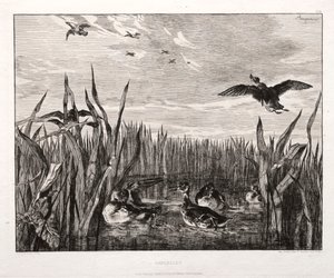 Teals, 1853 gedrukt 1864