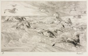 De Meeuwen, c. 1880 door Felix Bracquemond