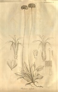 Tab. 28 uit Volume X van Transactions of the Linnean Society of London, gepubliceerd in 1811 door Ferdinand Bauer