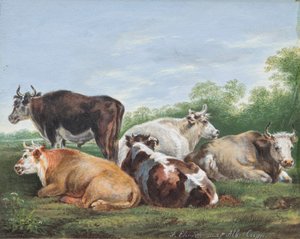 Koeien in een weide