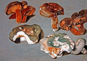 Studies van Schimmels