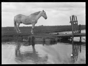 Eenzame paard